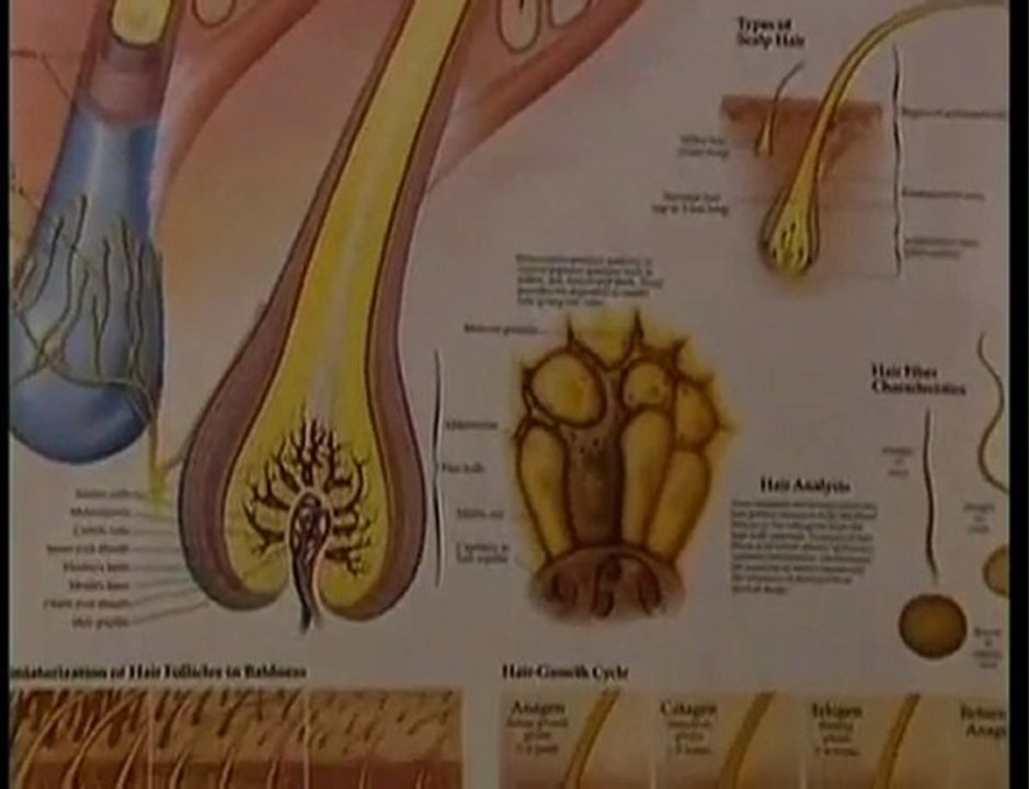 Hairloss cure How To Start Your Hair Re-Growth Process