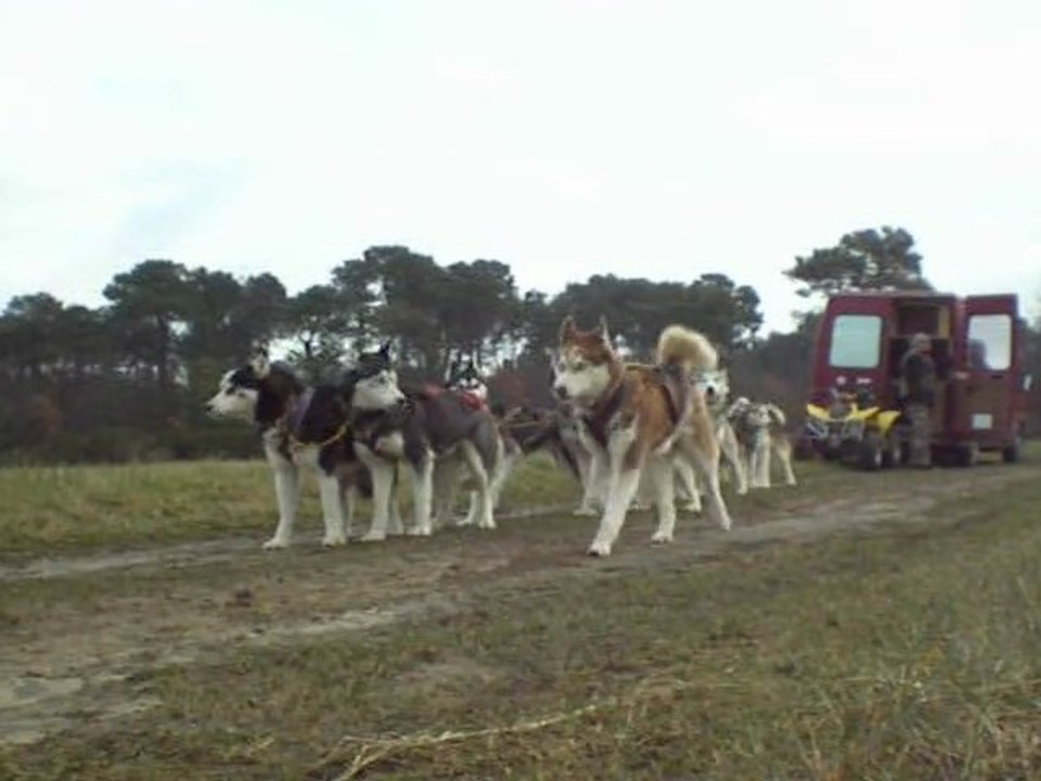 Mise à l'attelage du team