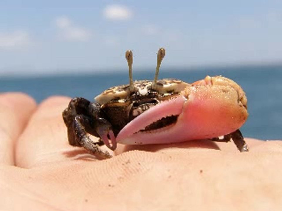 queensland australie : the ultimate seduction