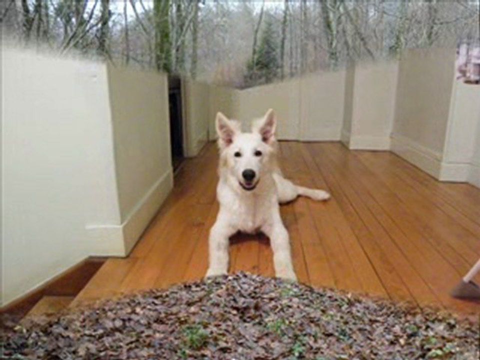 Ezack du Jardin des Lys Blancs