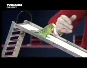 Muhabbet Kuşları ve İnanılmaz Gösteri :)