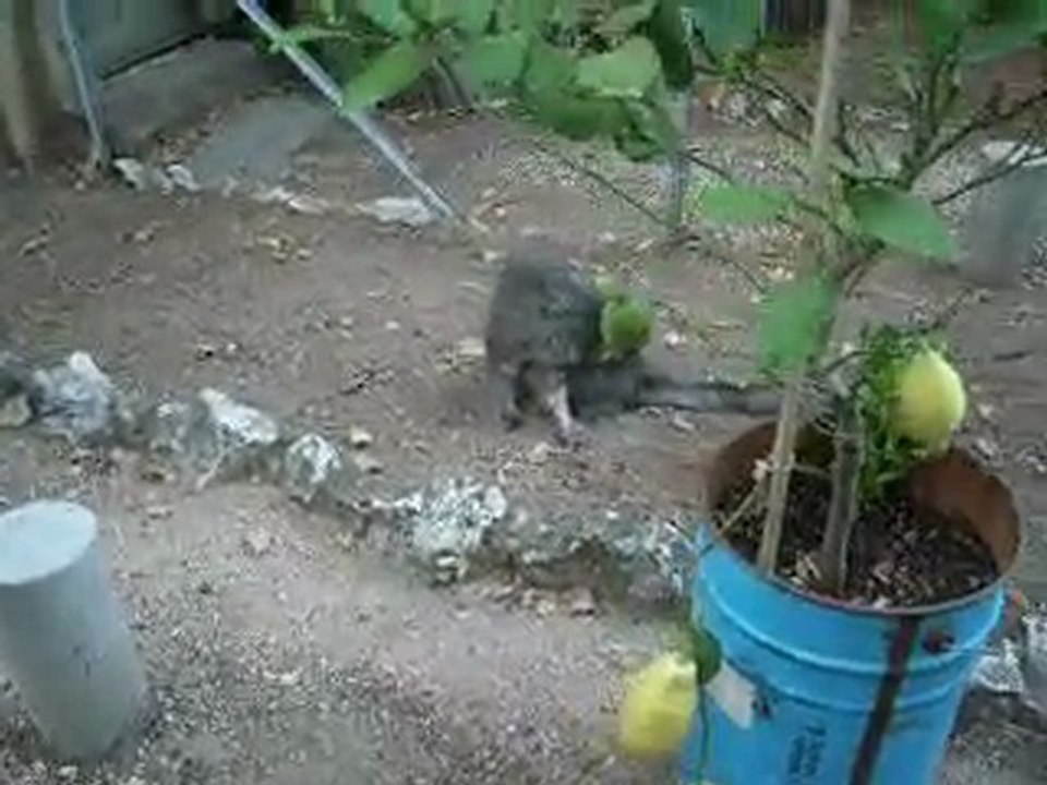 Balkan & Aribo -jardin-