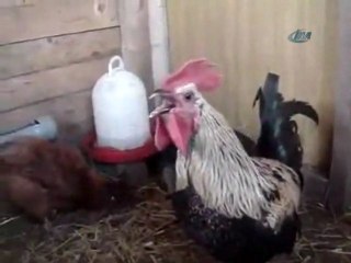 Bu Horoz Denizli'deki Rakiplerini Kıskandıracak!