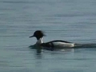Mergus serrator