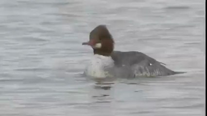Mergus merganser