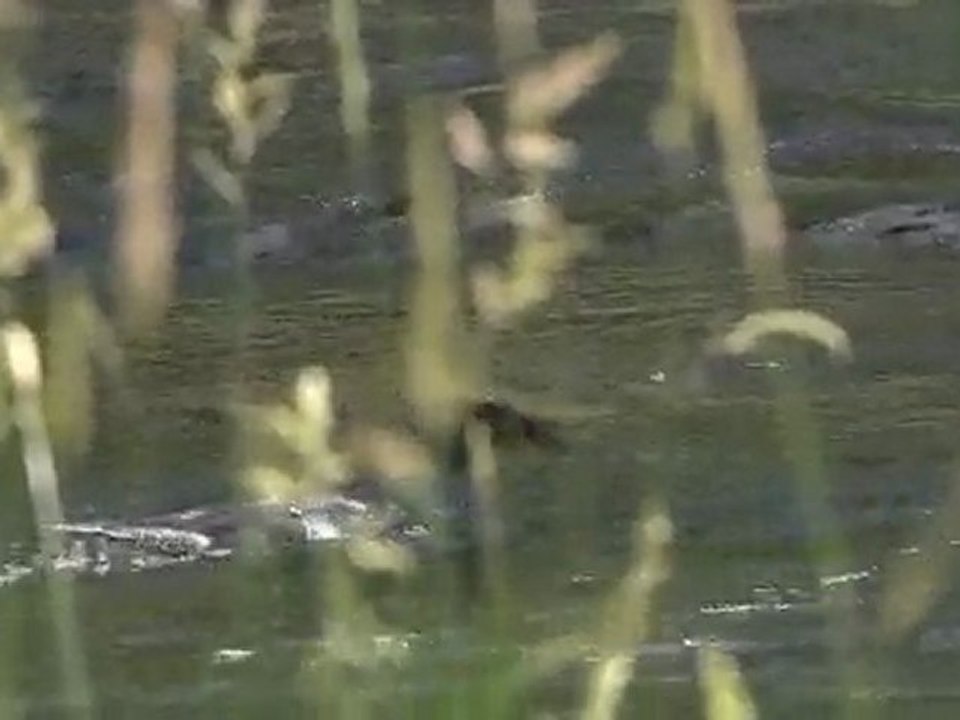 Mergus merganser