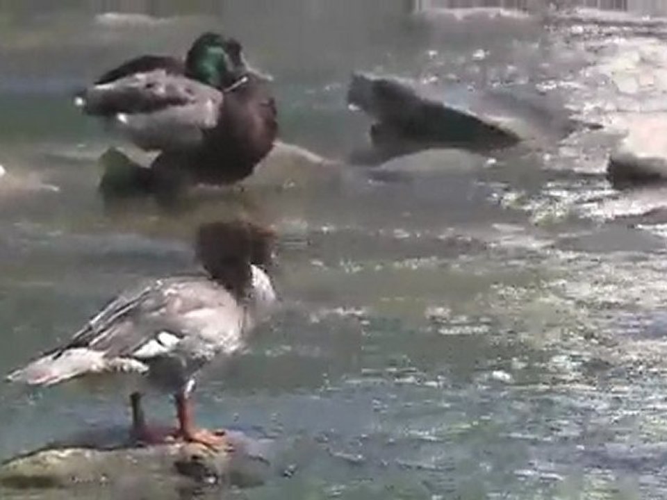 Mergus merganser