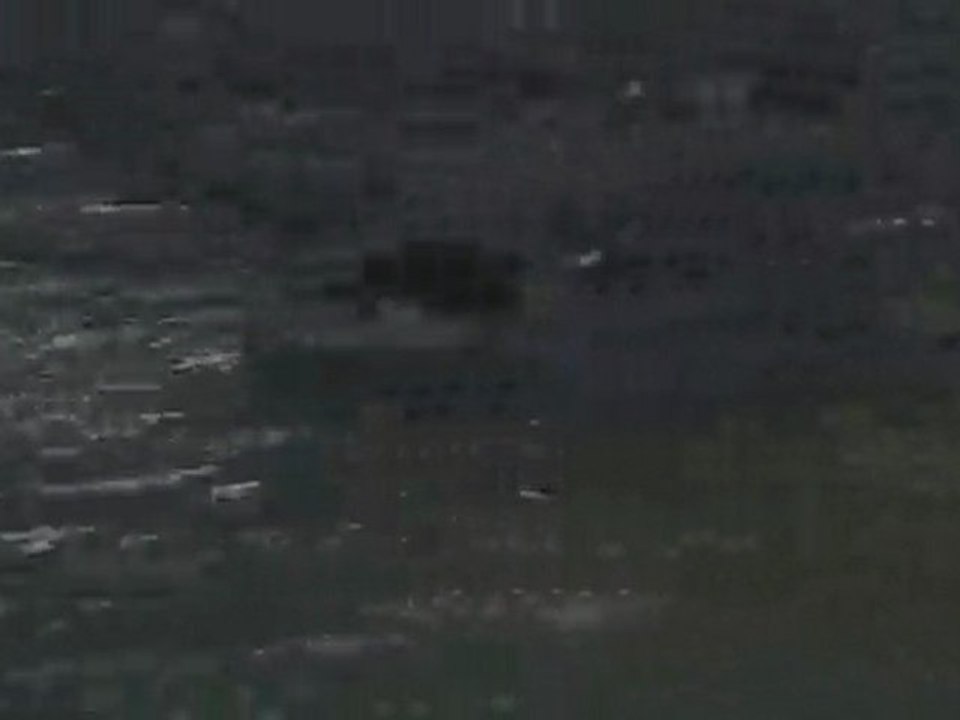 Mergus merganser