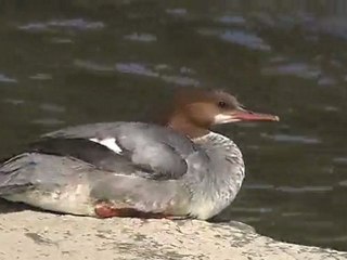 Mergus merganser