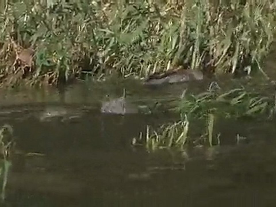 Mergus merganser