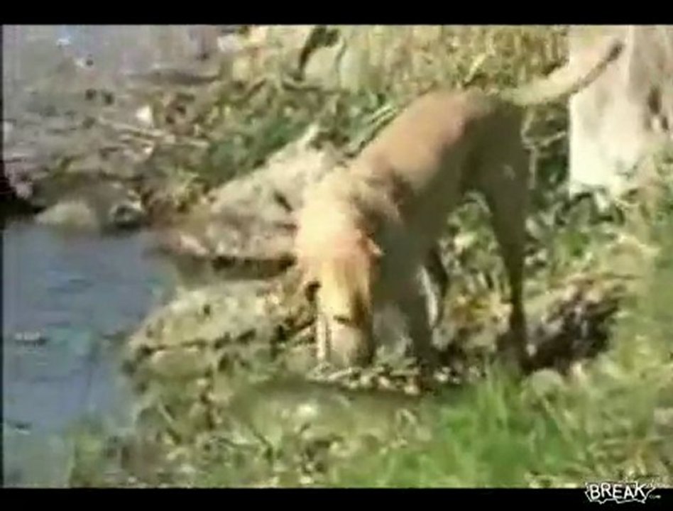 Chien chasseur de poisson
