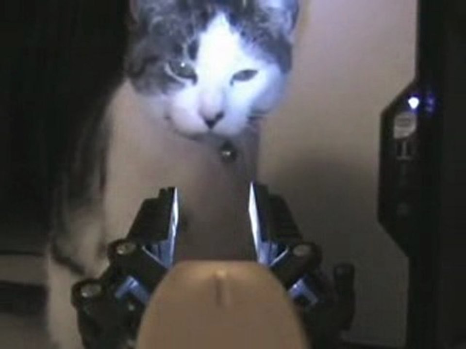 Un chat se bat contre un robot