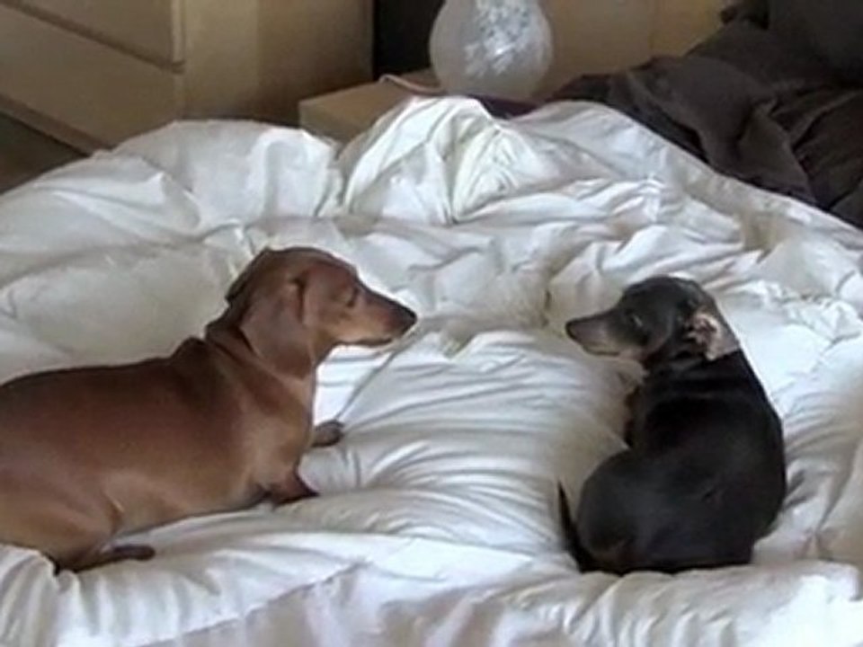 Puppy Wars - Mini Dachshunds Fighting it Out!