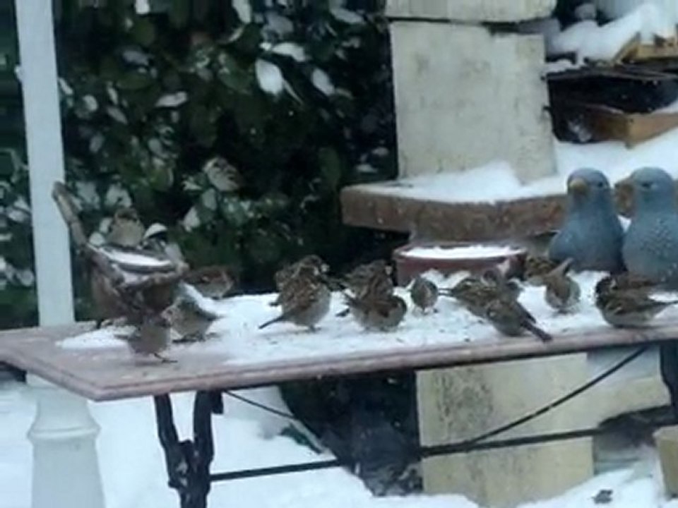 le Restoiseaux du paradis