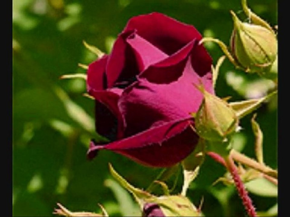 Süleyman Gülcü -nostalji-1