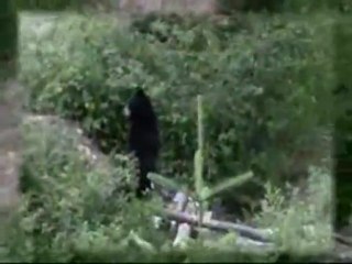 Un ours marche debout !