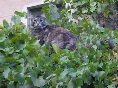 Balkan & Coulis -toit-