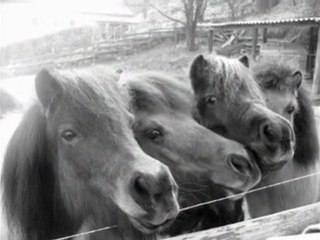 des petits être merveilleux...