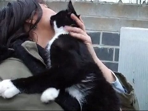 coca chat à adopter à la spa de Douai