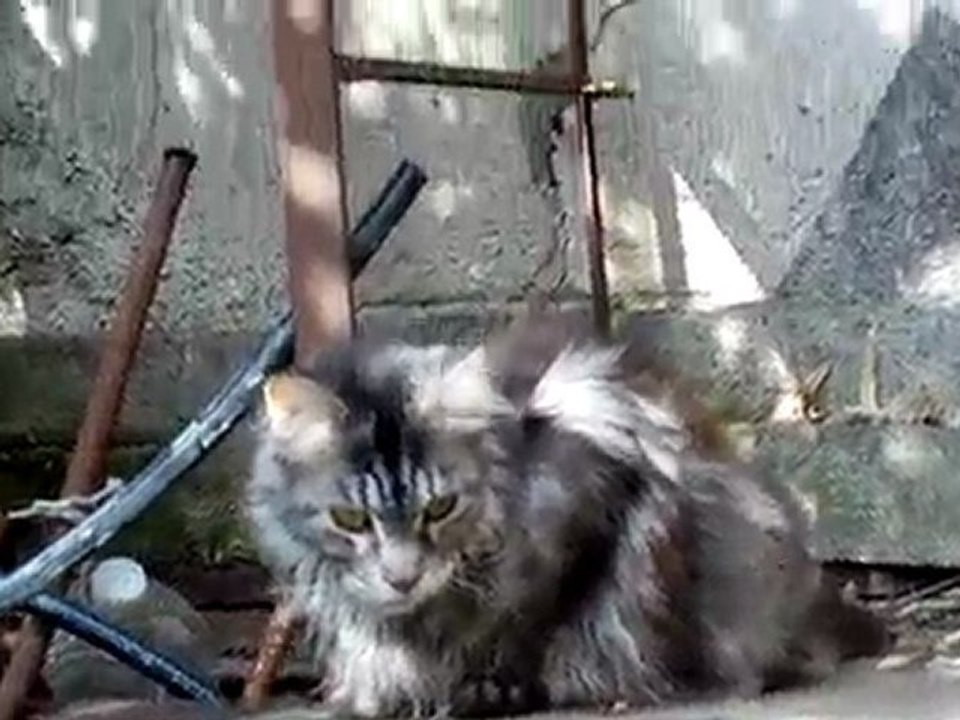 Akita & Coulis -jardin-