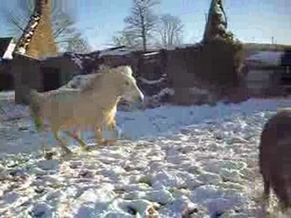 Quatcha dans la neige