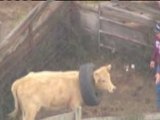 Une vache avec un pneu autour du cou