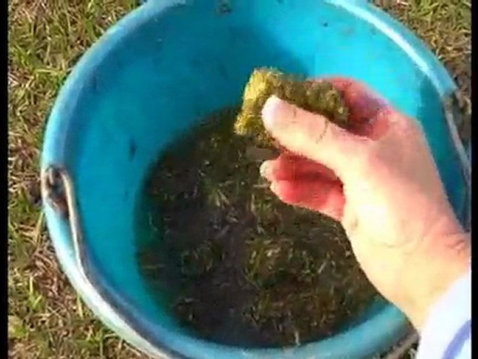 Feeding Your Horse Alfalfa Cubes: How and Why