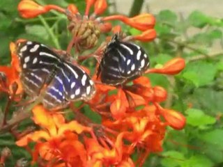 Costa Rica Trip Application For Darren Alff