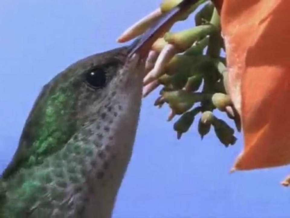 COLIBRI - LA ALIMENTACION DEL COLIBRI - DOCUMENTAL