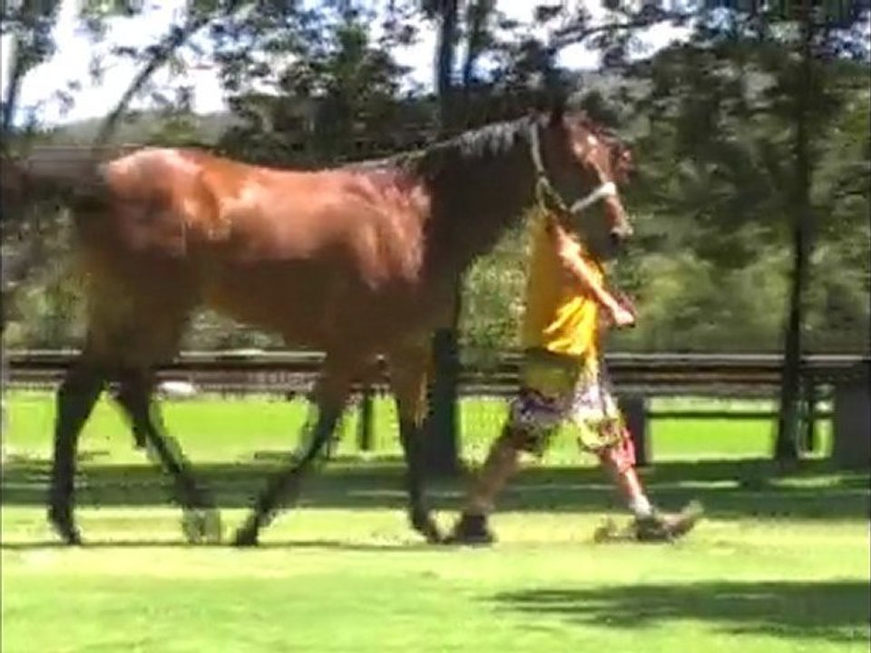 Charge Forward ex Barsha filly XBOX