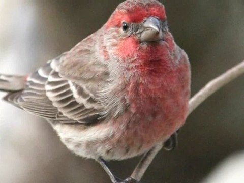 Pets: Dogs Cats and Birds