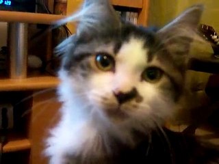 Eikichi, le chat geek