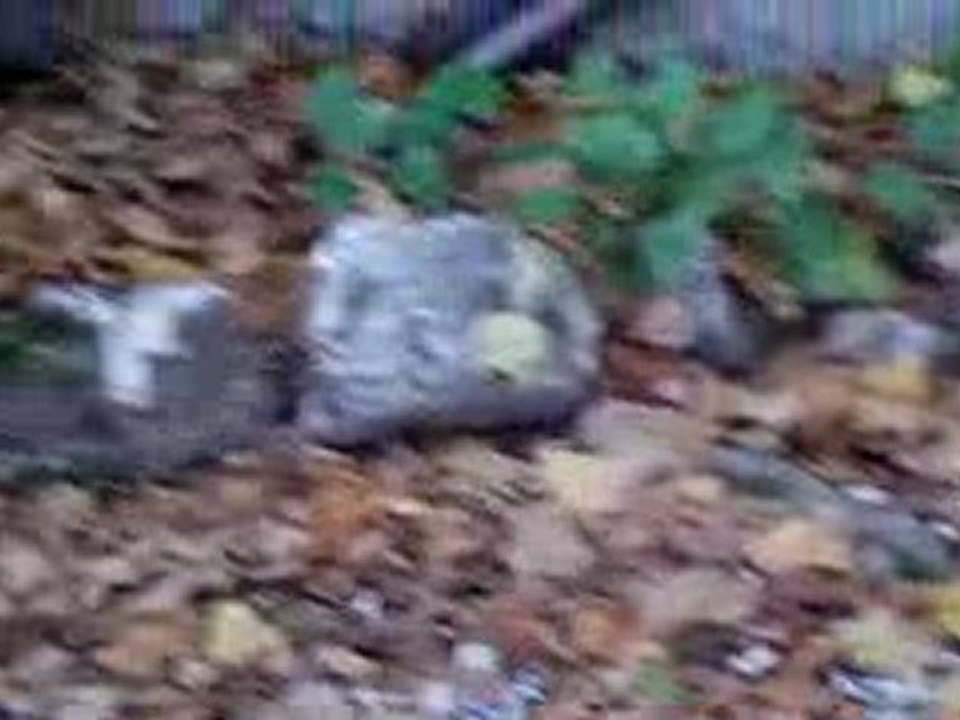 Balkan -jardin-