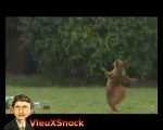 écureuil jongle avec une noisette