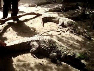 Bahattin Çağdaş-GAMBİA-TİMSAHLAR