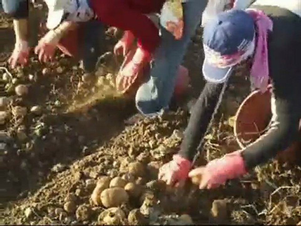 EN-96-PS patates sökme makinesi (potato harvest machinery