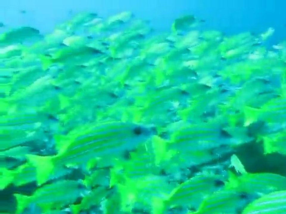 Banc de Lutjan_Maldives 2010