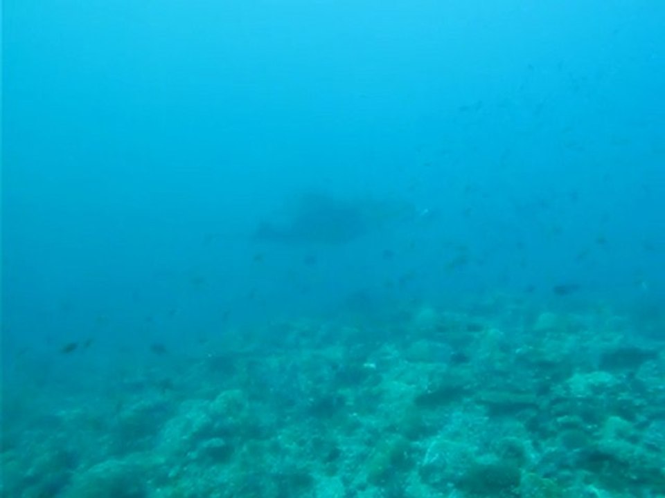 Raie Manta en plongee_Maldives 2010