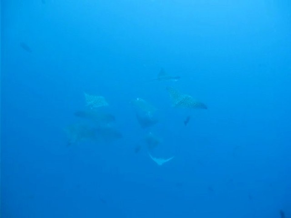 Banc de Raies Aigle_Maldives 2010