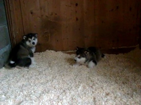 chiots alaskan malamute 33 jours