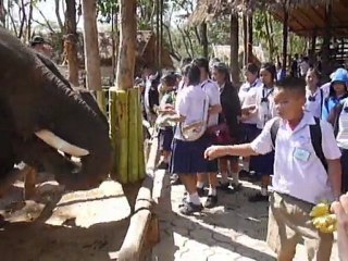 Thailande Les elephants mangent des bananes