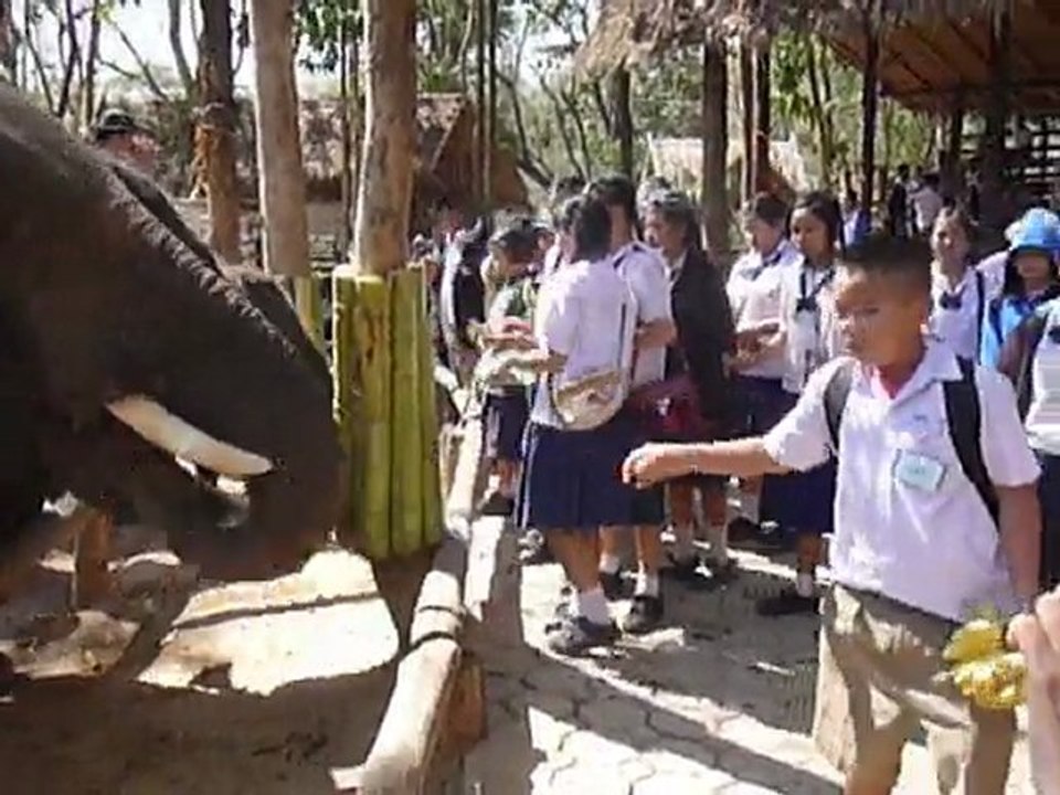 Thailande Les elephants mangent des bananes