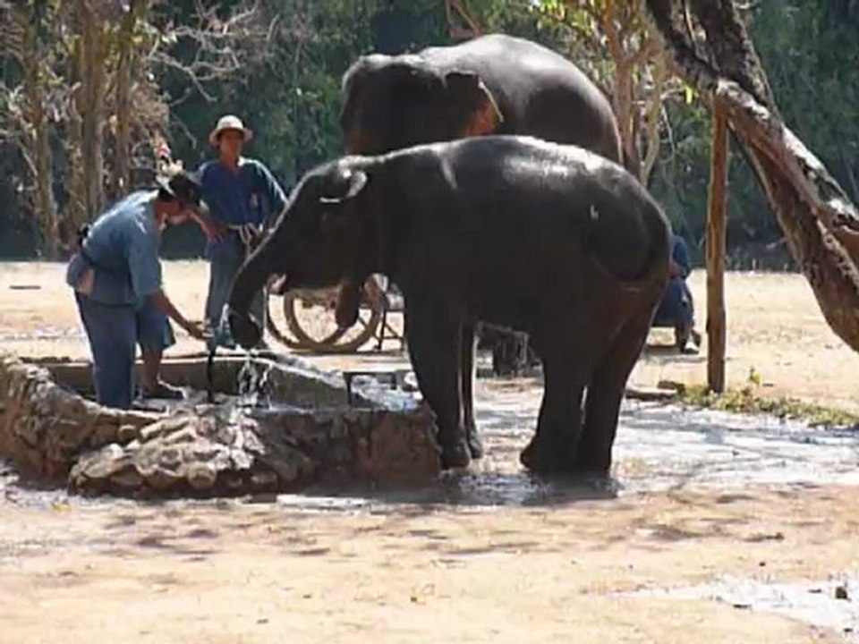Thailande Un elephant prend sa douche