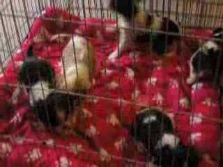 premiére portée de DI Lady  et Calogero a 7 semaines!!!