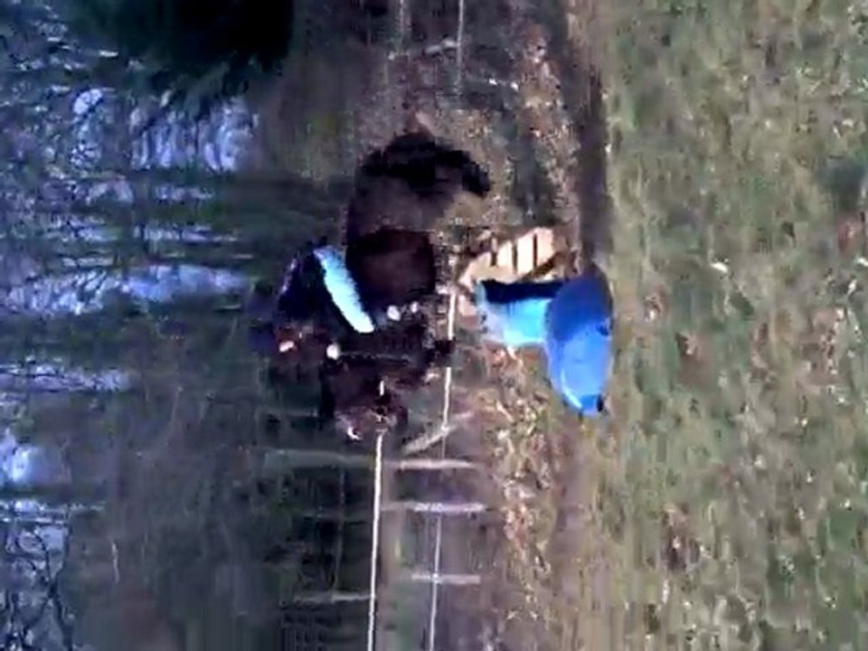 Saut