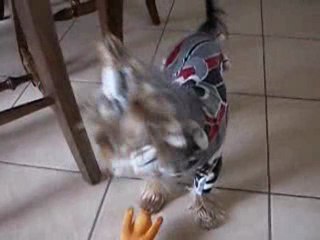 Toujours mes trois chiens