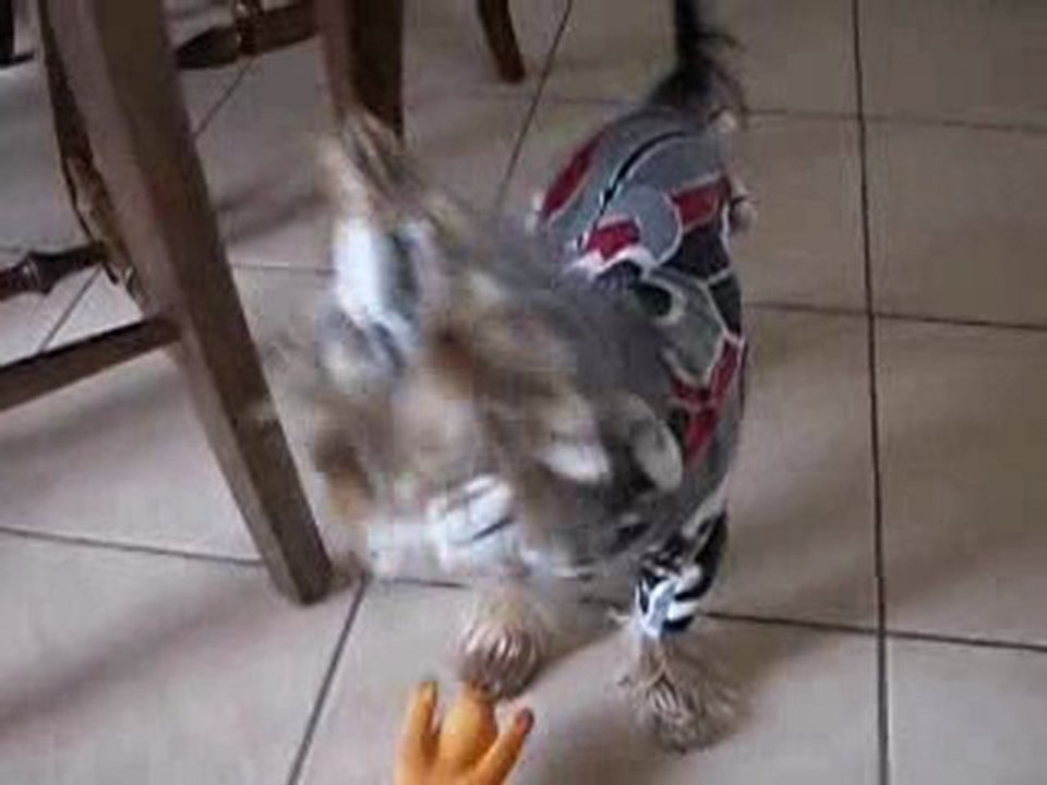 Toujours mes trois chiens