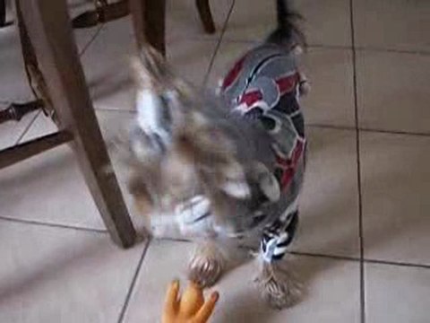 Toujours mes trois chiens