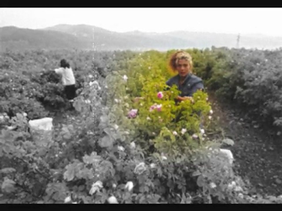 MFÖ - Güllerin İçinden