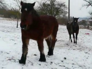 les gros à la neige 6